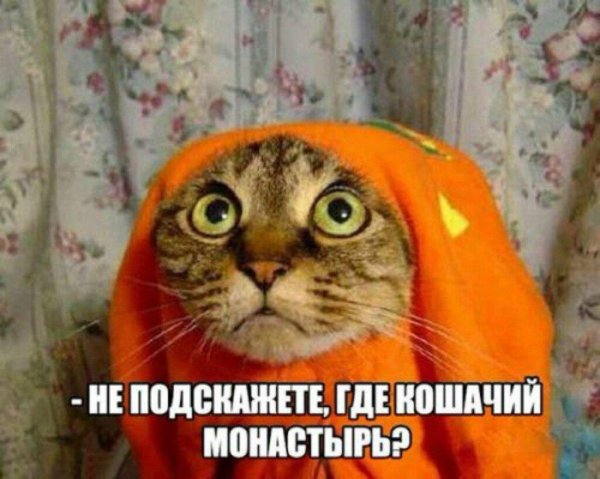 смешной кот ржака