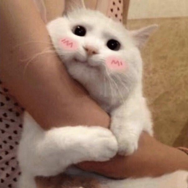 котики милота