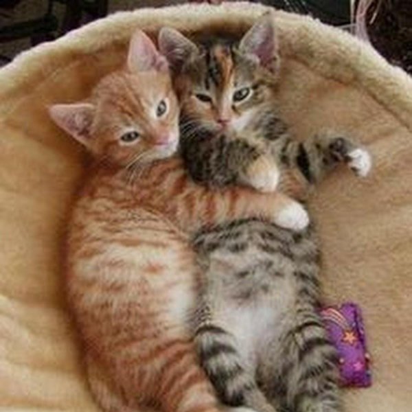 коты вместе