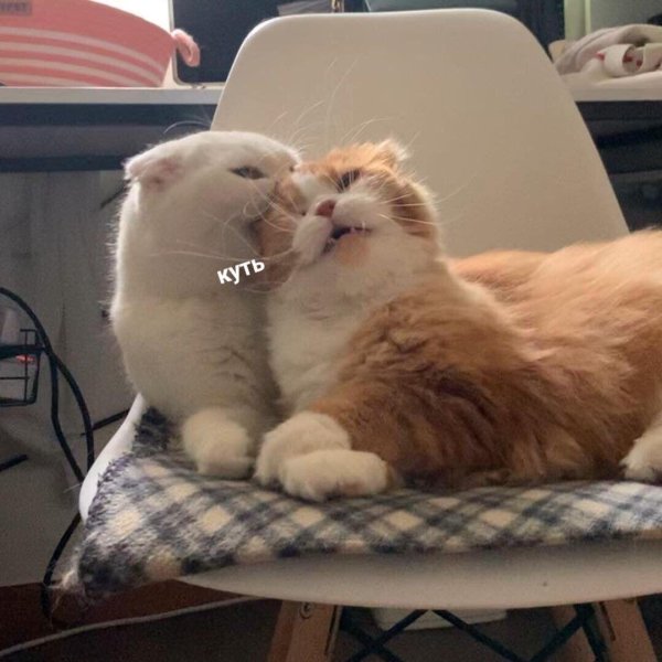 пикчи котики