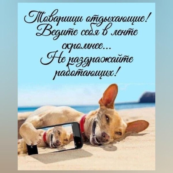 собака отдыхает