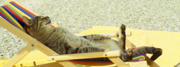 кот отдыхает