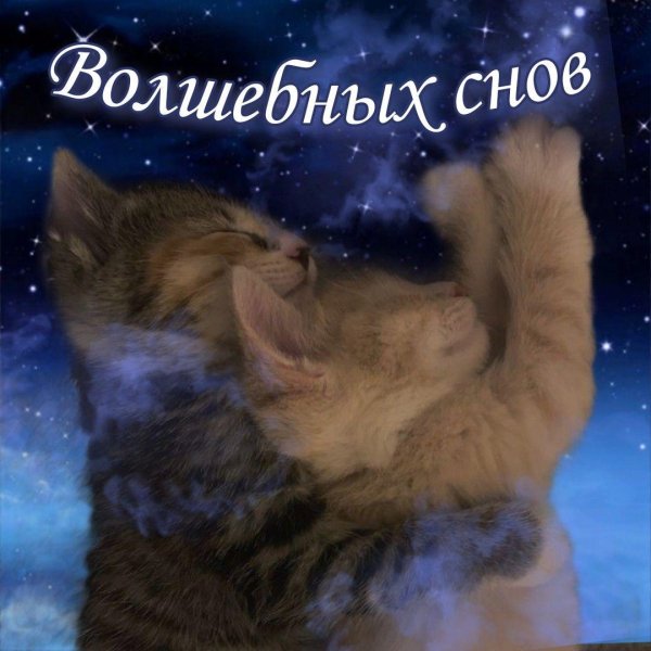 сладких снов с котиками