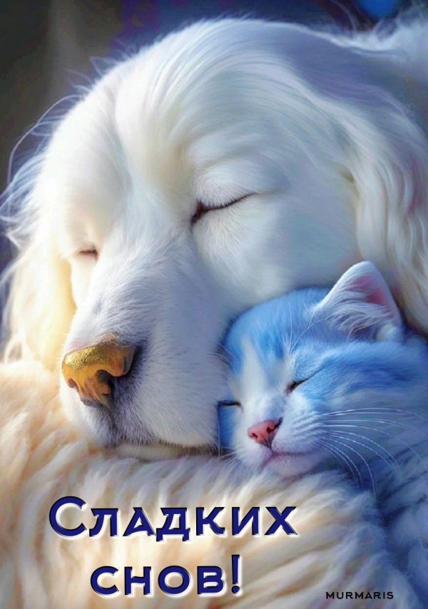 сладкие сны