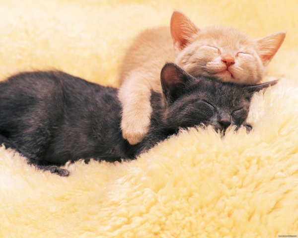 котики обнимаются