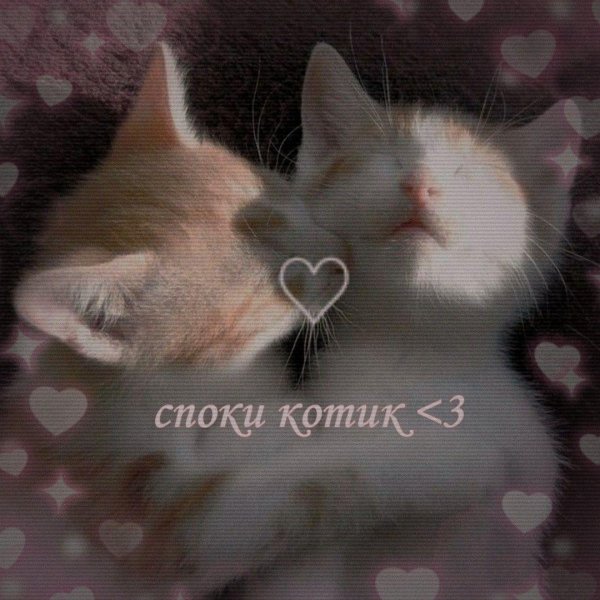 споки котик