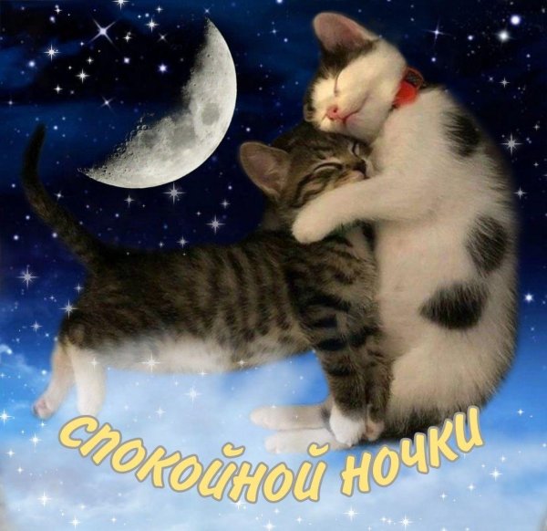 сладких снов с котом прикольные