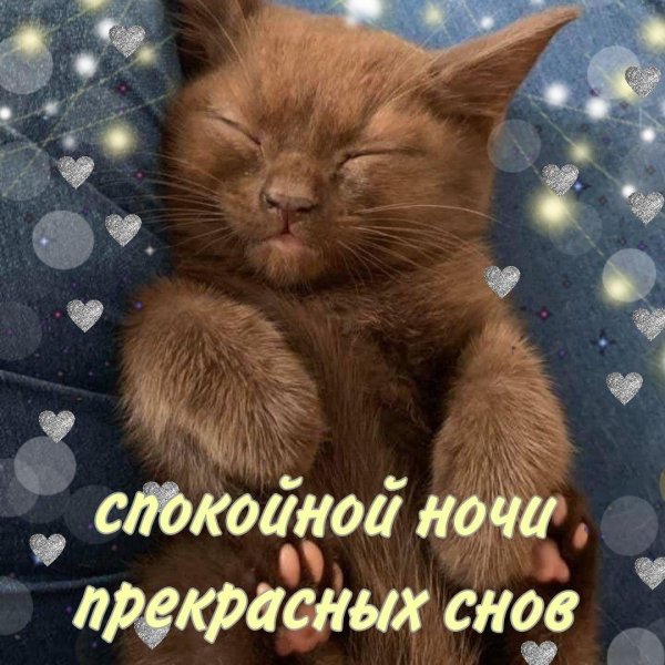 спокойной ночи котик