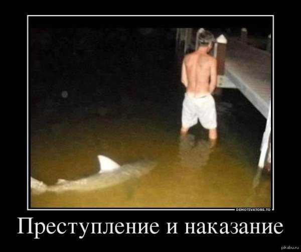 акула акула