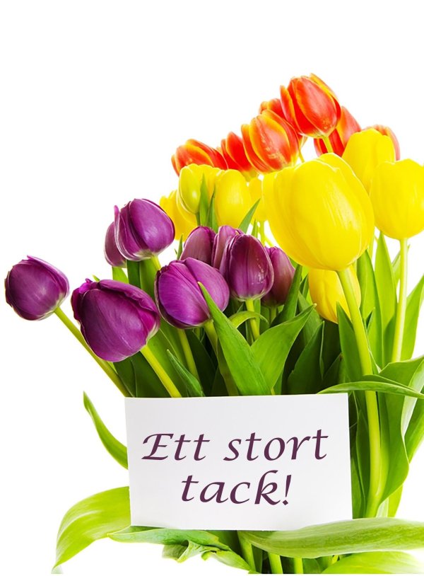 фиолетовые тюльпаны