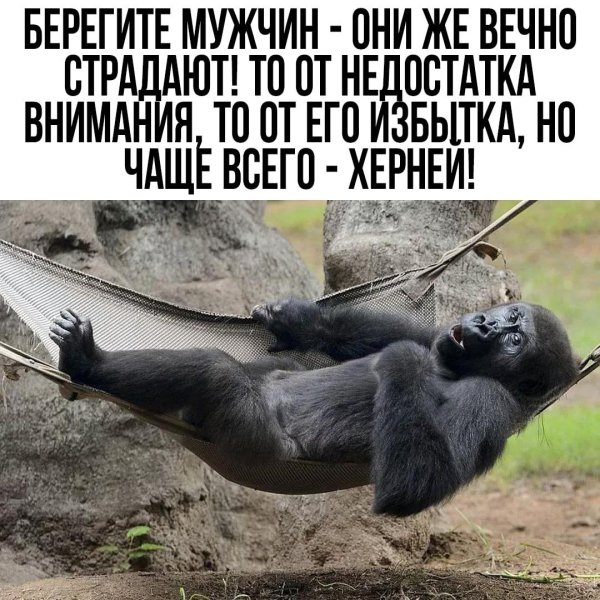 горилла смешная