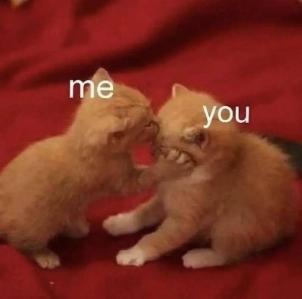 смешной котенок