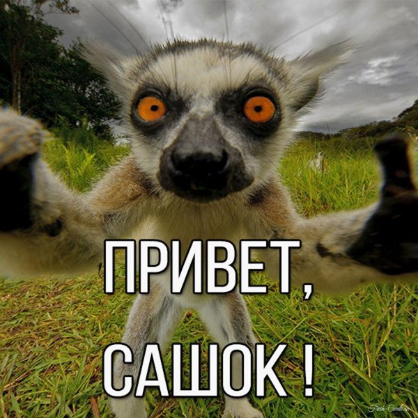 лемур збагоен