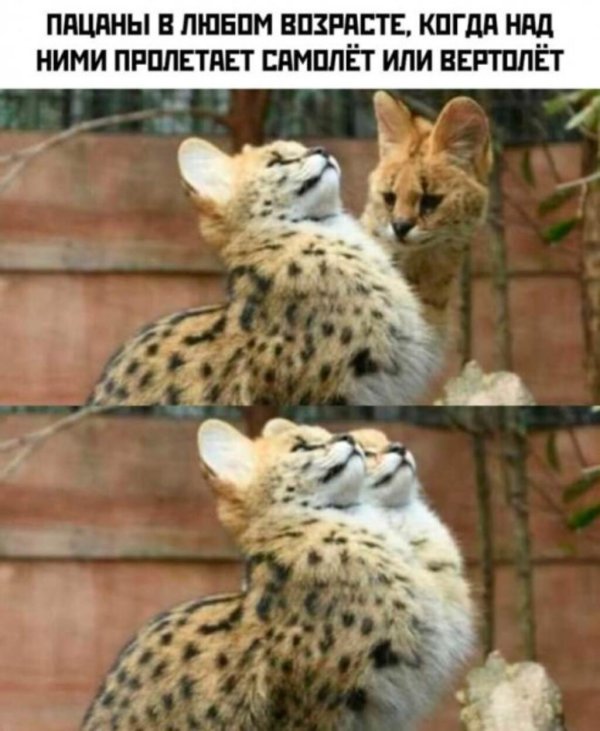 кошка сервал