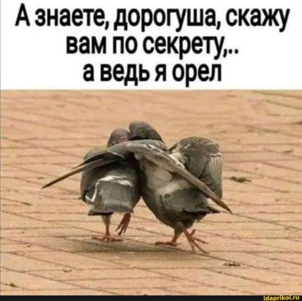 знаешь а ведь я орел