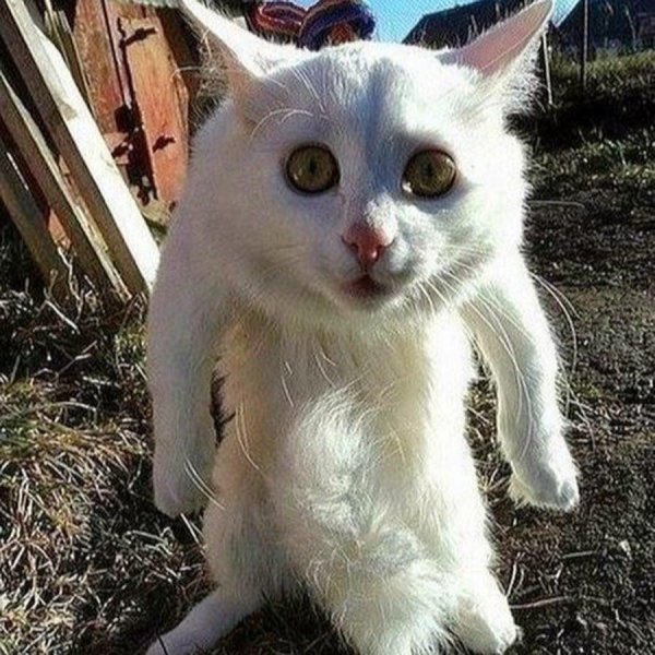 котик борзый