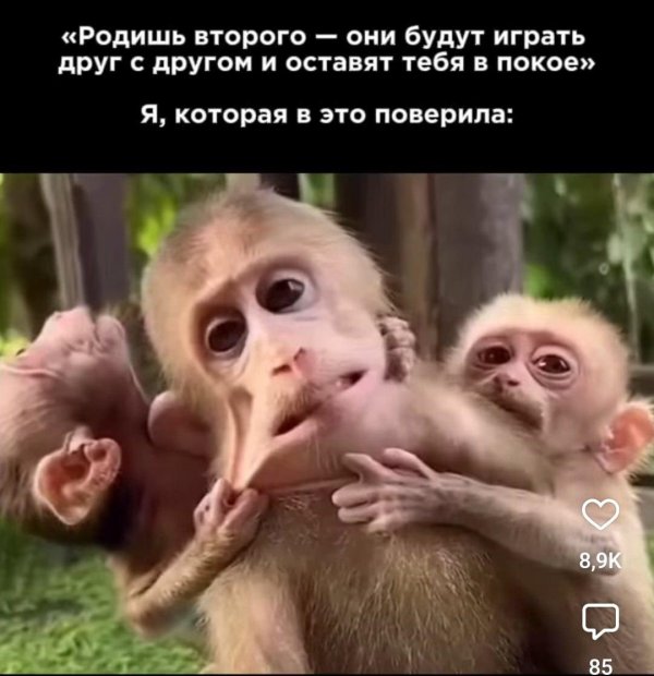 две обезьянки