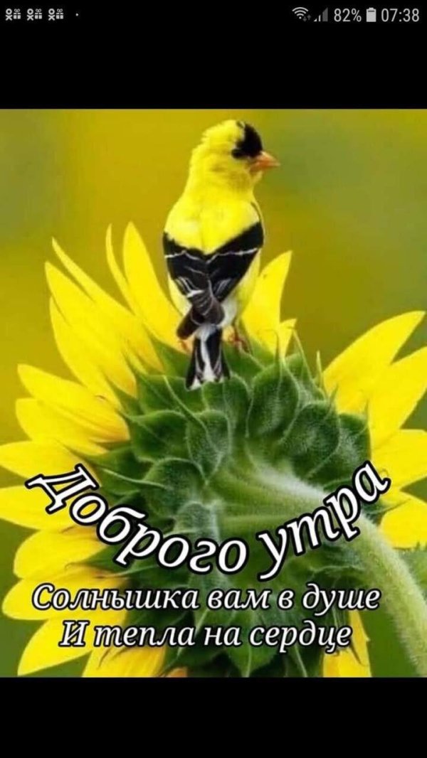 Доброе утро солнышко мое девушке