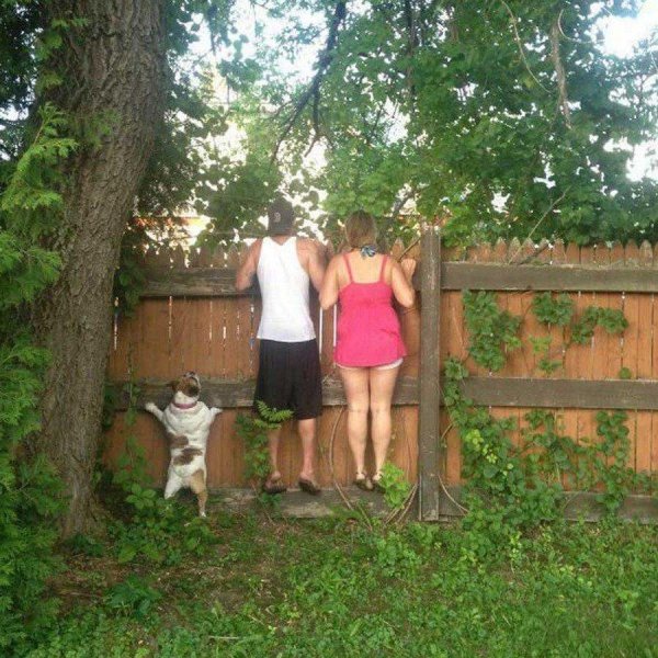 подглядывает через забор