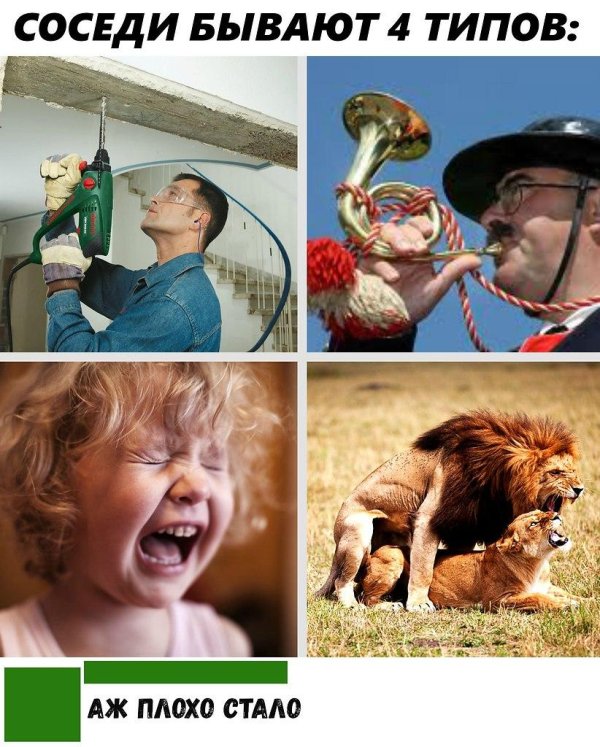 львы спариваются