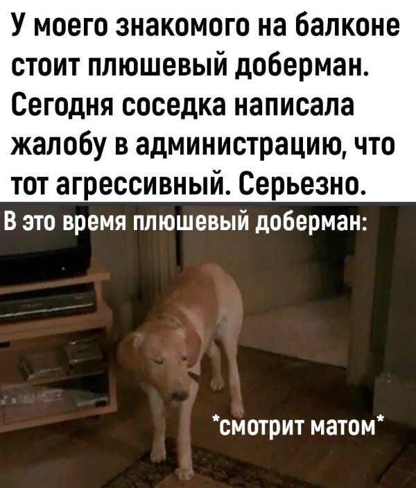 смотрит матом