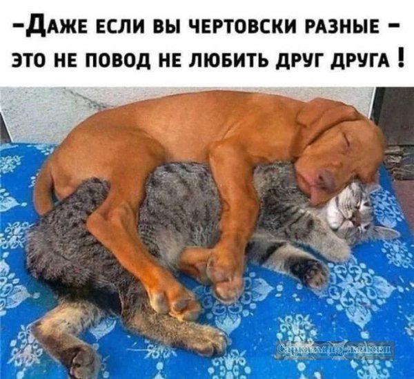 Для девушки любимой с животными