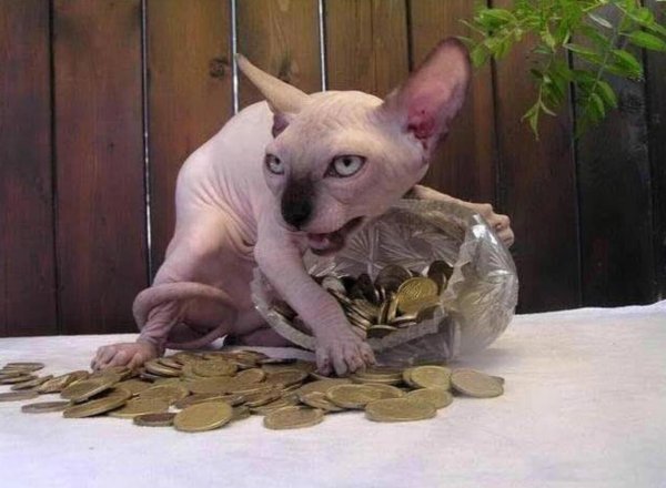 сфинкс смешной