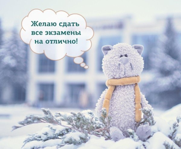 оранж игрушки кот обормот