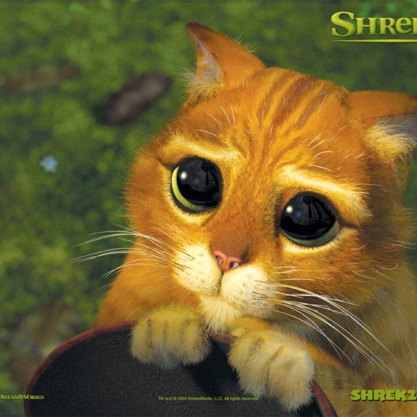 шрек кот