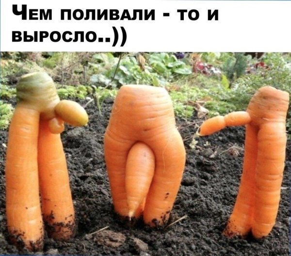 морковка юмор