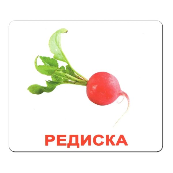 редис на белом фоне