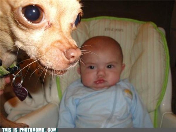 чихуахуа карманная бесшерстная