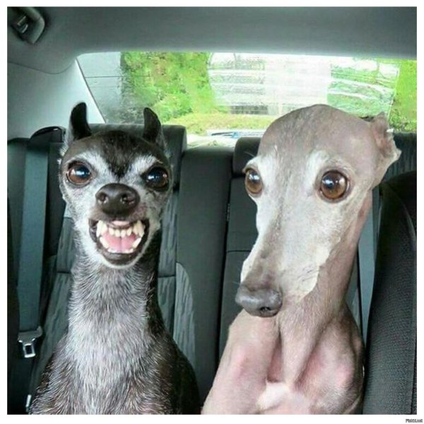 борзая порода собак