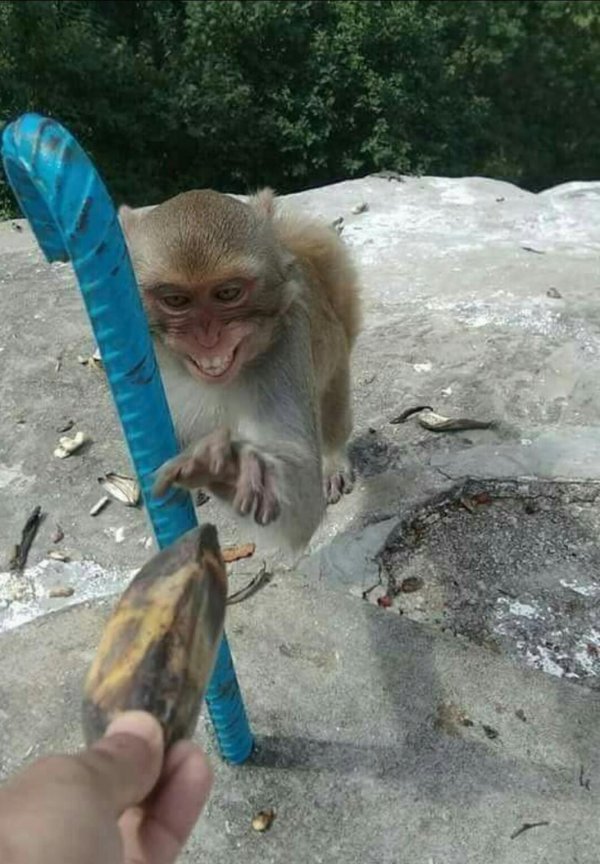 животное смешное