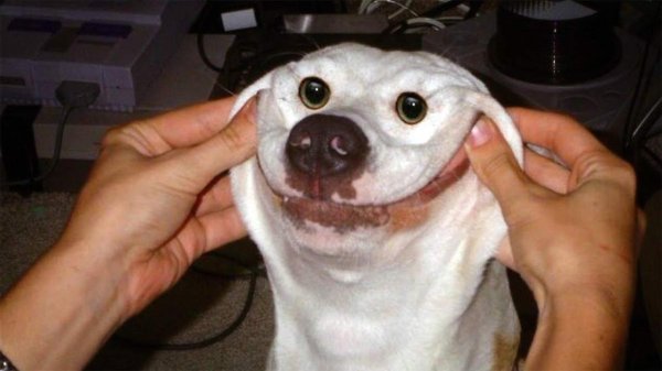 улыбка собаки