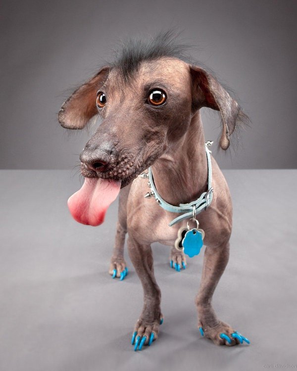 забавные собаки