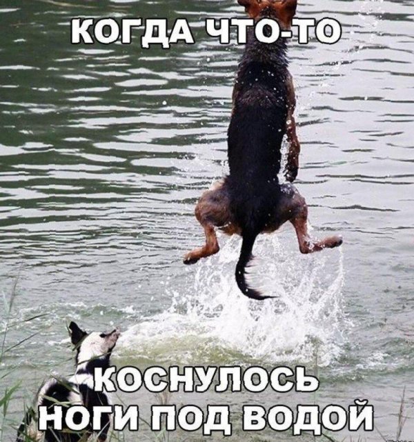 смешные приколы до слез