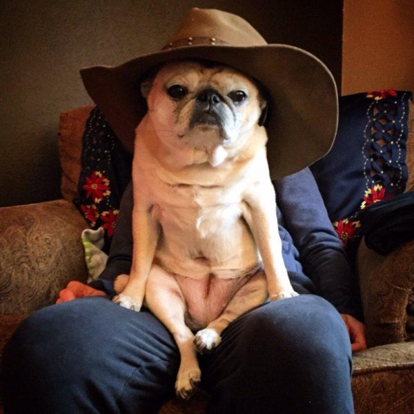 мопс ковбой