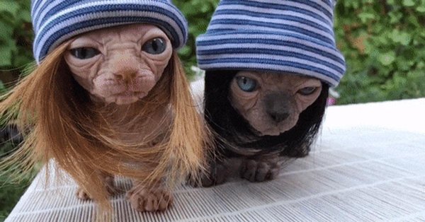 сфинкс шарпей