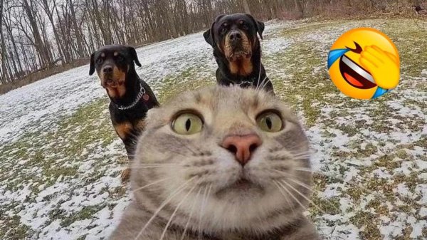 селфи кота мэнни