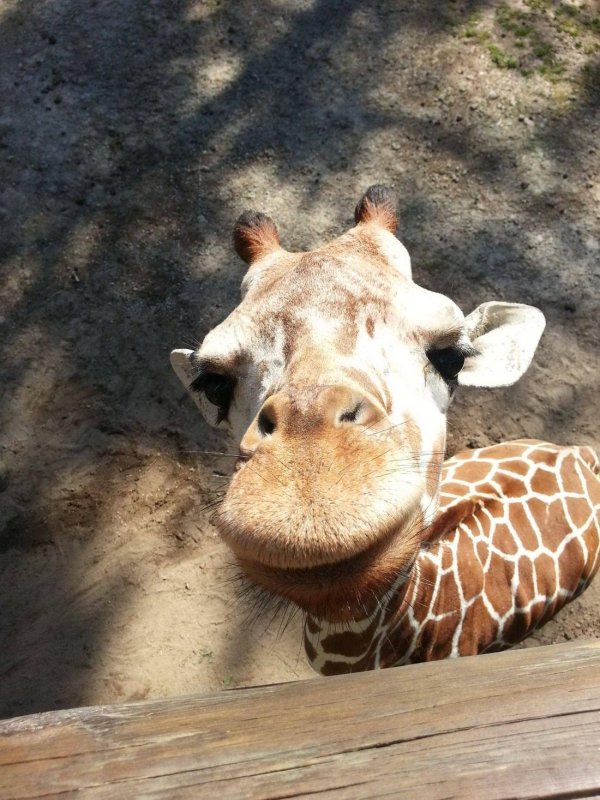 жираф показывает язык