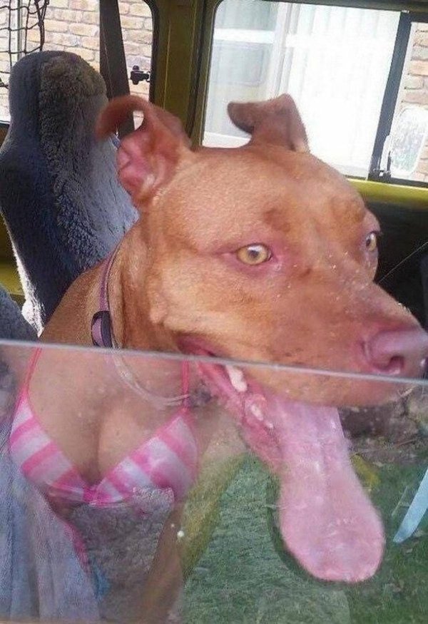 жертва юмор