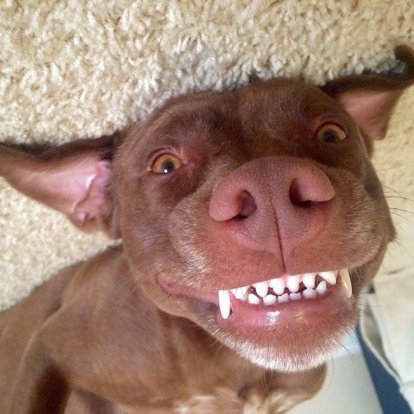 смешная морда собаки