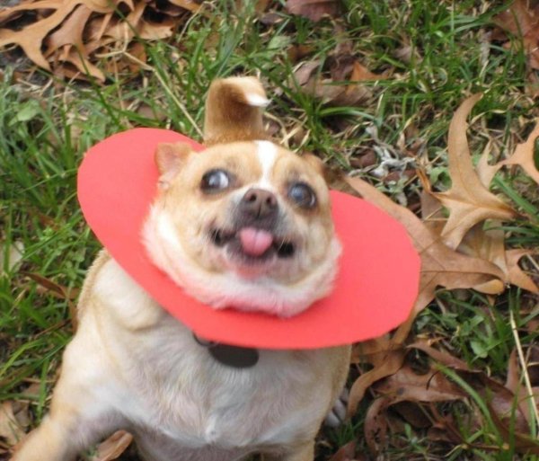 злая чихуахуа