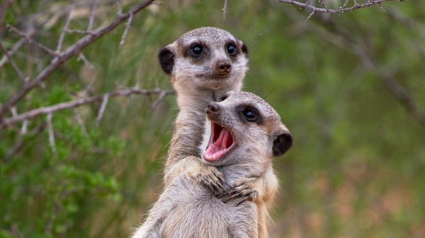 сурикаты калахари