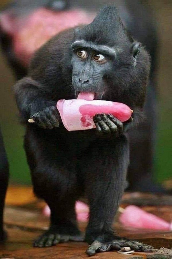 черный мангобей