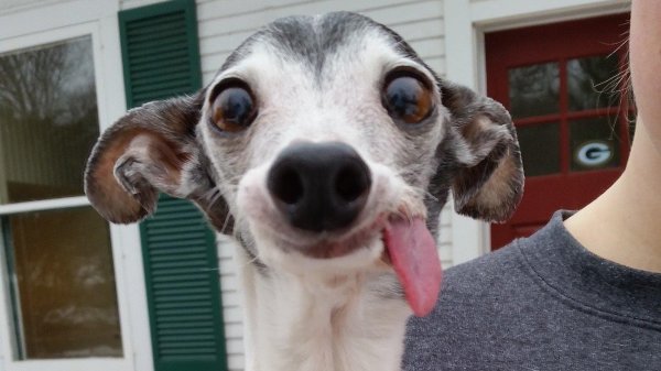 левретка заппа