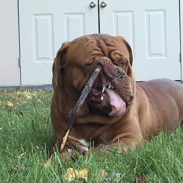 бордосский мастиф