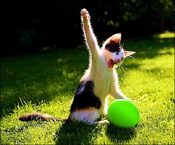 мячик для кота