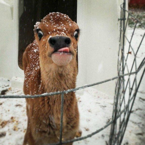 забавные коровы